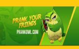 Prank Owl