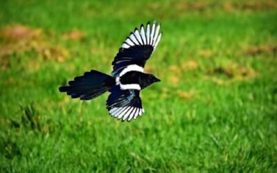 magpie