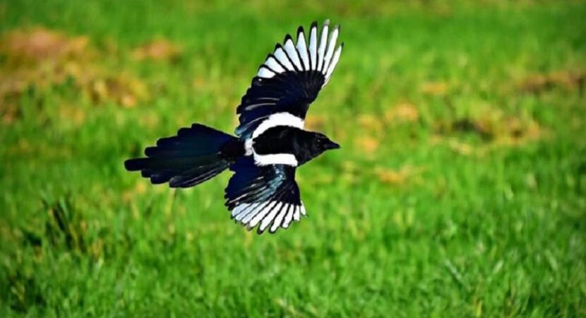 magpie
